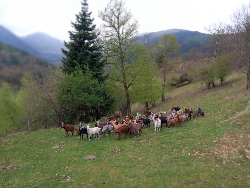 Nos 2 Gites A La Fermy'Air Mollau Exterior photo